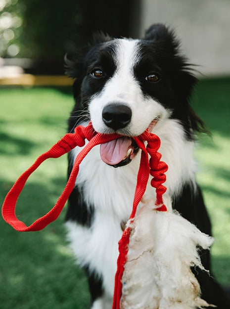 Puppy Training Class