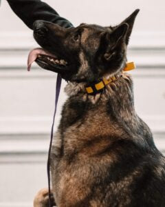 E Collar Training Workshop