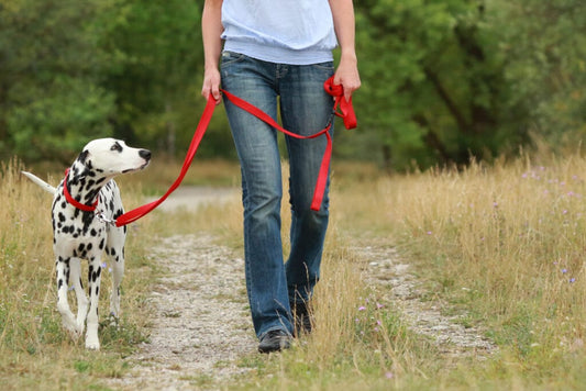 Loose Leash Walking [Day Train] *Tuesday Only