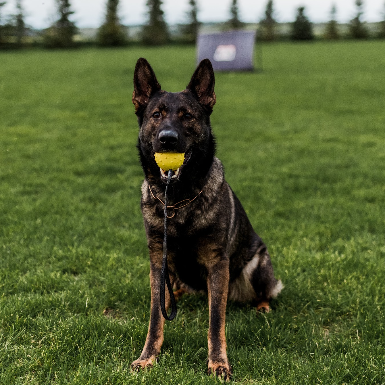 Rubber Ball