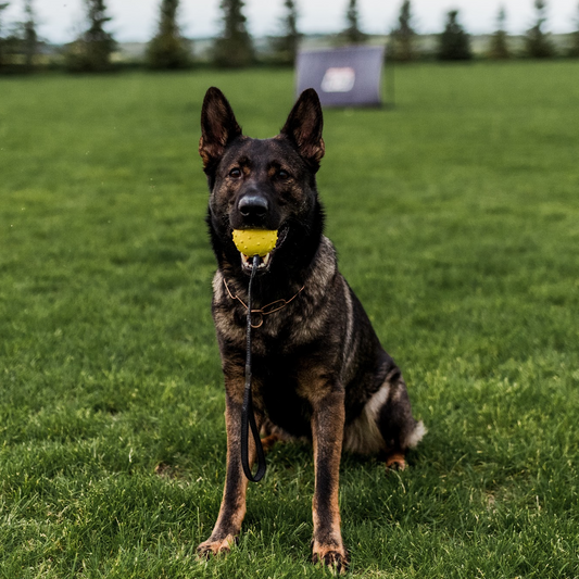 Rubber Ball